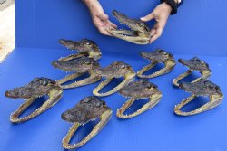 10 pc lot of 6 to 7 inch Alligator Heads for sale $93/lot