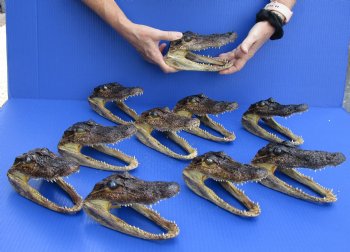 10 pc lot of 6 to 7 inch Alligator Heads for sale $93/lot