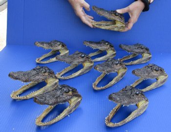 10 pc lot of 6-1/2 to 7 inch Alligator Heads for sale $93/lot