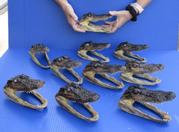 10 pc lot of 6-1/2 to 7 inch Alligator Heads for sale $93/lot