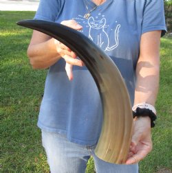 This is a Real 20 inch Polished Cow/Cattle horn/Drinking horn for home decor - Buy Now for $20