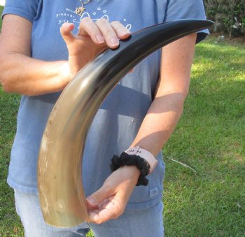 This is a Real 20 inch Polished Cow/Cattle horn/Drinking horn for home decor - Buy Now for $20