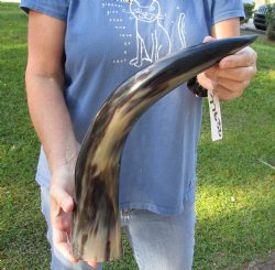 Buy this Authentic 20 inch Polished Cow/Cattle horn/Drinking horn for home decor for $20