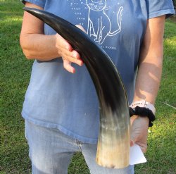 Real 20 inch Polished Cow/Cattle horn/Drinking horn for home decor - Available for Sale for $20
