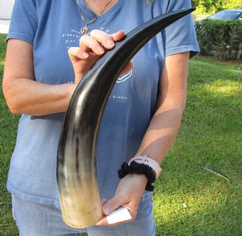 Real 20 inch Polished Cow/Cattle horn/Drinking horn for home decor - Available for Sale for $20