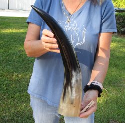 20 inch Polished Cow/Cattle horn/Drinking horn for home decor - For Sale for $20