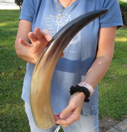 Authentic 20 inch Polished Cow/Cattle horn/Drinking horn for home decor - Buy Now for $20