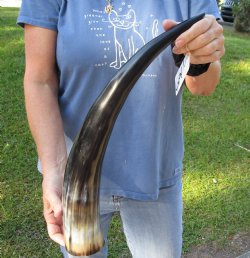 Real 21 inch Polished Cow/Cattle horn/Drinking horn for home decor - For Sale for $20