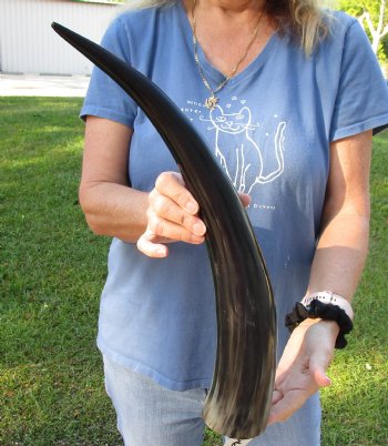 Real 21 inch Polished Cow/Cattle horn/Drinking horn for home decor - For Sale for $20