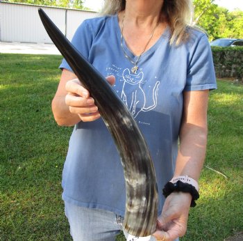 Authentic 21 inch Polished Cow/Cattle horn/Drinking horn for home decor - Buy Now for $20