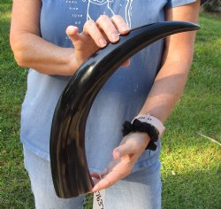 Buy this 20 inch Polished Cow/Cattle horn/Drinking horn for home decor for $20