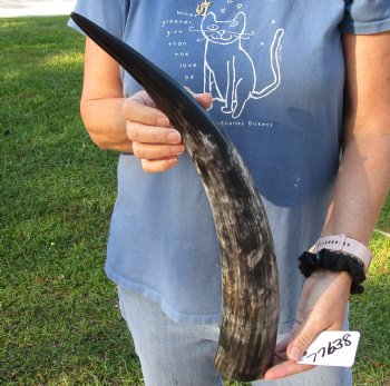 20 inch Polished Cow/Cattle horn/Drinking horn for home decor - Buy Now for $20