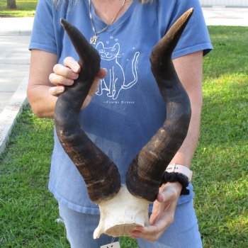 23" Horns on Male Red Hartebeest Skull Plate - $60