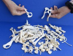 100 pc lot of assorted small bones 4 inch and Under for sale $30.00