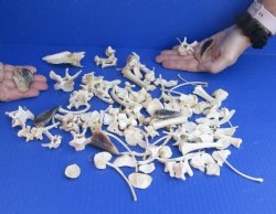 100 pc lot of assorted tiny bones 2-1/2 inch and Under  - Available For Sale $30.00