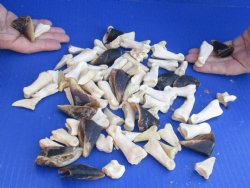 75 Assorted Deer Leg Joint Bones and hooves - Buy Now for $22.50