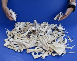 For Sale 200 pc lot of assorted small bones 1-1/2 inch to 6 inch for $75.00