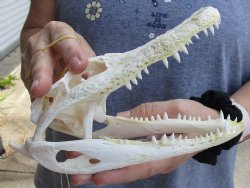 Buy Now B-Grade Florida Alligator Skull, 8" x 3-1/2" For Sale now for $40