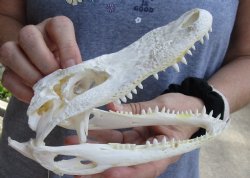 B-Grade Florida Alligator Skull, 7-1/2" x 3-1/2" for $40