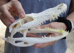 For Sale B-Grade Florida Alligator Skull, 7-1/2" x 3-1/2" For Sale now for $40