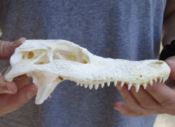 Alligator Top Skull, 6-1/2 inches for $20