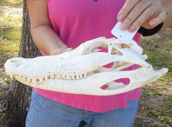 B-Grade Florida Alligator Skull, 14" x 6" for $30, available for sale