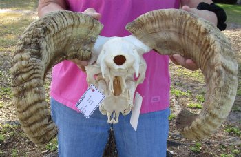 Buy this African Merino Ram/Sheep Skull with 21 and 22 inch Horns - $140