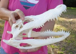 Florida Alligator Skull, 13" x 6" for $95