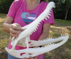 Florida Alligator Skull, 16" x 6-1/2" for $125