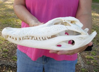 B-Grade Florida Alligator Skull, 14-1/2" x 6" for $110