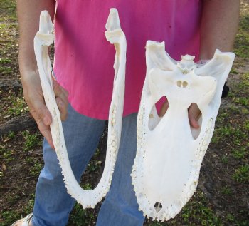 Florida Alligator Skull, 15-1/2" x 6-1/2" for $115