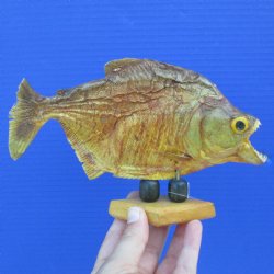 7" Dried Piranha Fish - $20