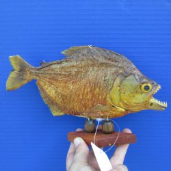 8" Dried Piranha Fish - $25