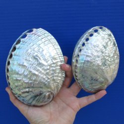 5" & 5-3/4" Polished Green Abalone Shells - $33