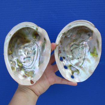 Two 6" Polished Red Abalone Shells - $40