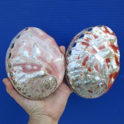 Two 6" Polished Red Abalone Shells - $40