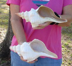 2 Piece Lot of 10 inch horse conch for sale, Florida's state seashell - Available for Sale for $40