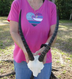 Female Blesbok Skull Plate with 14" Horns - Available for Sale for $35