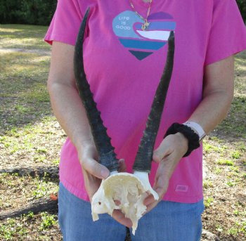 Female B-Grade Blesbok Skull Plate with 11 and 13 inch Horns for Sale for $20