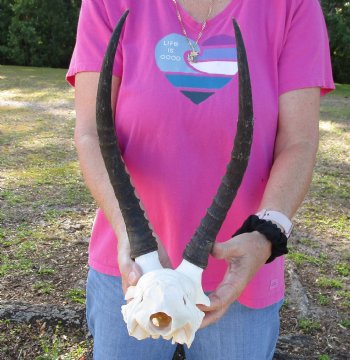 Buy this Female Blesbok Skull Plate with 12" Horns for $32