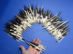 Buy Now 300 bulk lot of African Porcupine Quills (Semi Cleaned) 5 to 6 inch for $140/lot