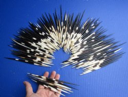 Genuine 200 bulk lot of African Porcupine Quills (Semi Cleaned) 6 to 6-3/4 inch for $125/lot
