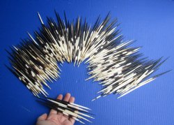 Genuine 280 bulk lot of African Porcupine Quills (Semi Cleaned) 6 to 6-3/4 inch for $170/lot