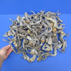 100 Preserved Iguana Legs, 6" to 11" - $50