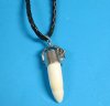 1-1/2" to 1-7/8" Wholesale Alligator Tooth Necklaces with tiny gator on capped gator tooth with thick black faux leather rope 20 inches - Minimum: 3 @ $4.80 each; 12 @ $4.32 each
