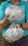 Two Polished pink abalone shells 6 and 6-1/4 inches (You are buying the two shells shown) for $12.50 each.