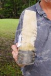 9 inch Zebra Foot Mount, Taxidermy Zebra foot - You are buying the zebra foot pictured for $30.00
