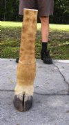 Taxidermy Giraffe Foot Mount 23 inches Tall for taxidermy crafts - You are buying the giraffe foot pictured for $60.00