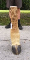 Taxidermy Giraffe Foot Mount 22 inches Tall for taxidermy crafts - You are buying the giraffe foot pictured for $60.00