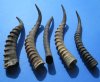 5 Wholesale Blesbok Horns 13" to 15-3/4" (You are buying the 5 horns pictured) for $9.50 each